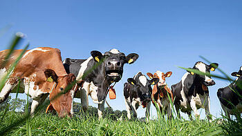 Foto van lucht met koeien in de wei