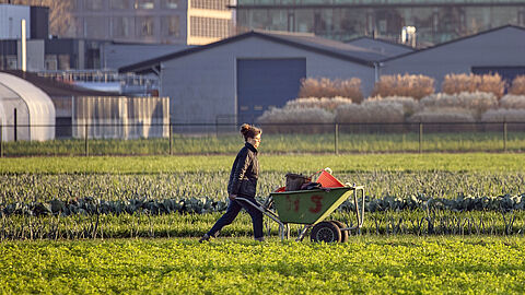 een dame loopt met een kruiwagen over een landbouwveld