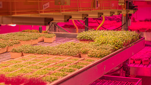 vertical farming