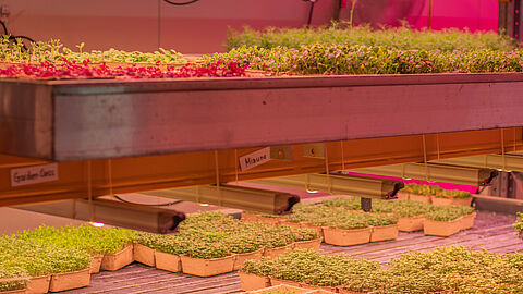 Voorbeeld van vertical farming bij bedrij Milligreens. Cressen staan gestapeld op plateaus.