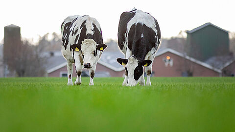 koeien staan in het veld