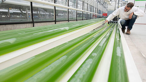 Algenkwekerij Wageningen Universiteit, buizen gevuld met algen