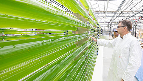 Algenkweek bij Wageningen UR. Onderzoeker kijkt naar de buizen waar de algen inzitten. 