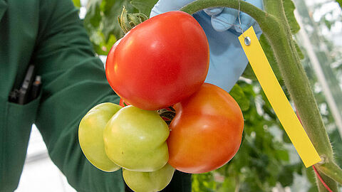 Onderzoeker van Keygene uit Wageningen bekijkt de tomaten in de kas. 