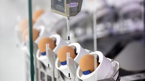 Een soort van laser bepaald al vroegtijdig het geslacht van het kuiken. De laser is op het ei gericht. 